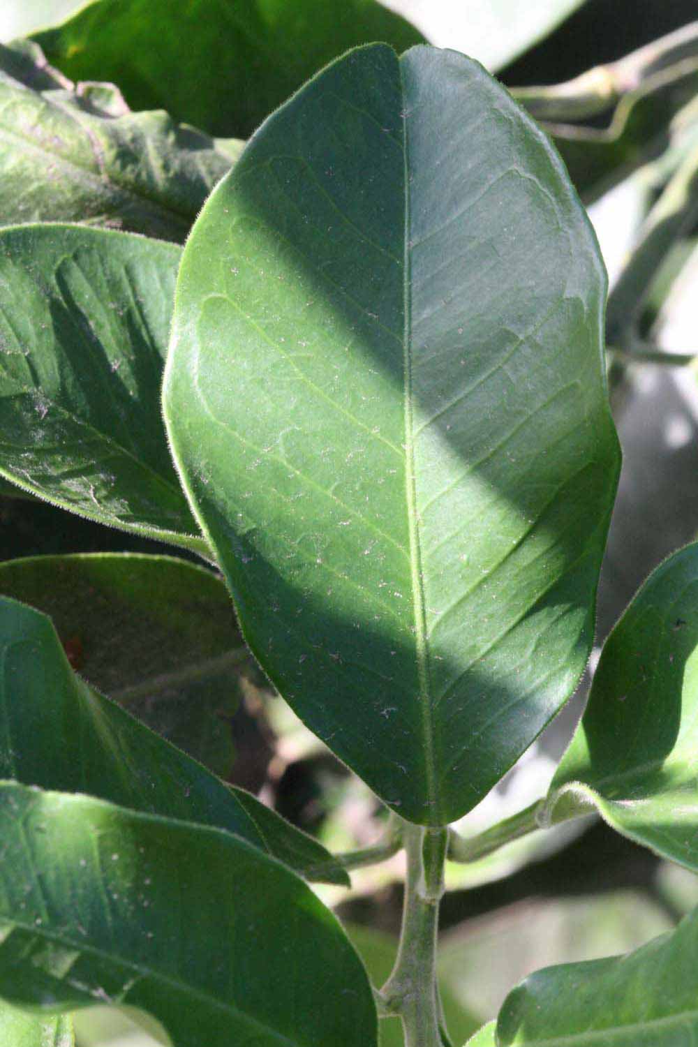              Unifoliolate leaf (Riverside, CA)       